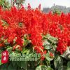 一串紅盆栽花草種子批發 矮串紅花種子 春秋四季播易種花卉種子