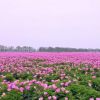 正宗亳州芍藥 藥用芍藥苗