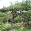 山東鳳岐苗木綠化苗木批發造型油松