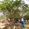 批發園林綠化2米叢生紫薇樹 美國紅火箭紅火球紫薇 山東紫薇價格