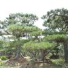 苗圃自家種植綠化用景松樹苗 熱賣優質各種規格造型景松價格