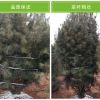 基地直銷園林綠化苗木山西白皮松樹苗，白皮松價格，占地用白皮松