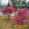 基地直銷 大花榆葉梅嫁接大小樹規格齊全 大話榆葉梅