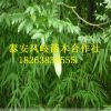 基地出售嫁接皂角樹 優質產品 3-5公分皂角樹 量大優惠
