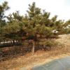 基地直銷園林綠化苗木黑松樹苗，黑松造型盆景，15公分黑松價格。