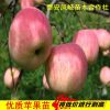 山東鳳岐苗木蘋果樹苗批發，蘋果樹種子批發，山東蘋果樹苗木價格