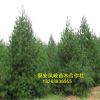 優質基地直銷出售油松樹 批發零售油松 油松 量大從優容易成活