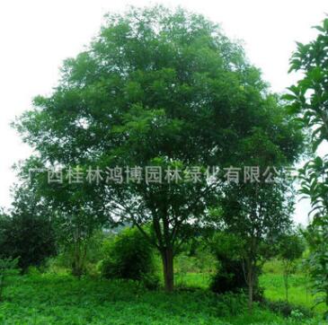 基地提供國(guó)槐樹(shù)苗 國(guó)槐小苗 金葉國(guó)槐 棵棵精挑細(xì)選