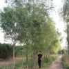 苗木基地直售柳樹(shù)批發(fā) 綠化樹(shù)青皮垂柳 易成活 青垂黃垂旱直柳