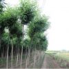 基地直售欒樹(shù)樹(shù)苗 黃山欒苗北京欒 綠化行道樹(shù)木工程綠化苗木