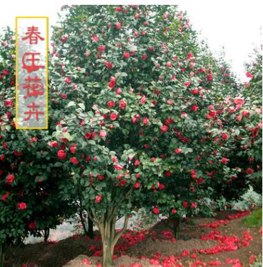 室內庭院盆栽 茶花樹苗 觀花盆景 花卉植物 綠籬用苗