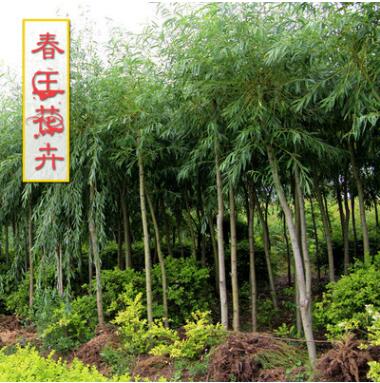 基地柳樹批發 柳樹苗風景樹 行道樹 地徑2-30公分 綠化工程樹