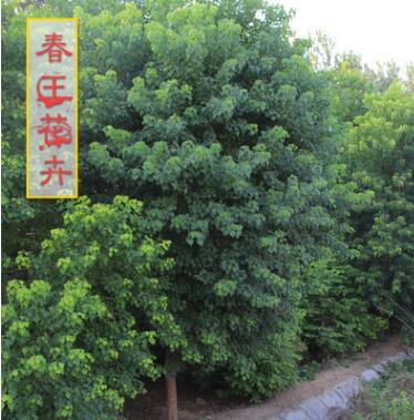 烏桕樹苗價格 綠化工程 烏桕樹苗銷售 行道樹 規格2-20公分