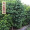 烏桕樹苗價格 綠化工程 烏桕樹苗銷售 行道樹 規格2-20公分