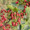 花椒苗泰安基地批發大紅袍花椒苗 掛果多九葉青花椒小苗成活率高