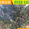 肥城基地出售占地桃樹苗 品種齊全 保證質量 現挖現賣 成活率高