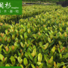 龍船花（仙丹）廠家直銷批發(fā)地被袋苗綠植 行道庭院園林綠化景觀
