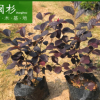 紅花檵木地被袋苗綠植批發(fā) 廠家直銷行道庭院園林景觀綠化工程苗