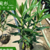夾竹桃苗 福建漳州基地 大量批發(fā) 規(guī)格齊全 市政工程供應(yīng)