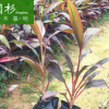 亮葉朱蕉行道庭院園林綠化景觀工程苗木 廠家直銷批發(fā)地被小袋苗