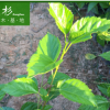 福建青葉扶桑（朱瑾）廠家直銷批發(fā)地被小袋苗 行道庭院園林綠化 舉報(bào)