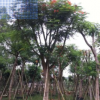 精品鳳凰木，鳳凰木移植苗袋苗基地供應(yīng) 全冠鳳凰木 精品紅花楹