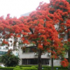 福建精品鳳凰木，鳳凰木移植苗袋苗基地 全冠鳳凰木 精品紅花楹 舉報(bào) 本產(chǎn)品支持七天無(wú)理由退貨