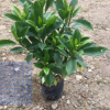 非洲茉莉地被袋苗綠植批發(fā) 廠家直銷行道庭院園林景觀綠化工程苗 舉報(bào)