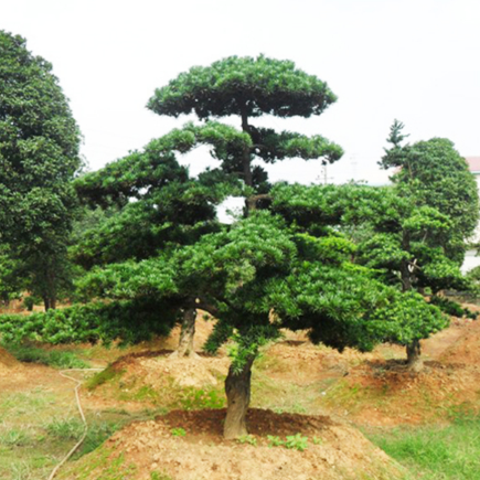 供應(yīng)精品10公分羅漢松 規(guī)格齊全現(xiàn)挖現(xiàn)賣(mài)