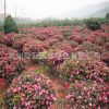 大量供應(yīng)茶梅球 茶花 品種齊全 規(guī)格齊全 綠化工程 盆栽