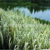 水生植物基地直銷 花葉蘆竹 凈化水質(zhì) 品種齊全 矮蒲葦 量大從優(yōu)