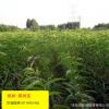 批發桃樹苗 優質果樹苗基地直銷價蟠桃油桃黃桃水蜜桃盆栽嫁接苗