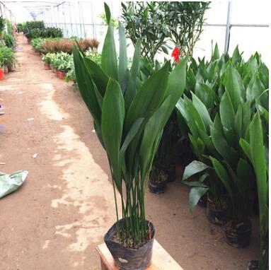 批發(fā)一葉蘭四季長(zhǎng)青室內(nèi)客廳觀葉植物綠植盆景 基地直銷