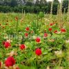 蛇莓種子批發 蛇果草小紅果野草莓 園林庭院可盆栽 發芽率高