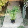 瑞豪苗木 批發水生植物 旱傘草 風車草水竹草小苗 質優價廉