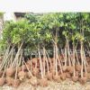 專業供應基地綠化樹 各種規格桂花樹 行道工程綠化樹苗