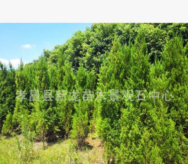 批發(fā)柏樹苗 筆柏基地 側(cè)柏苗批發(fā) 墳地用樹 四季常青
