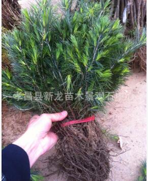 銷售優(yōu)質(zhì)園林綠化雪松樹 河南雪松苗，印度籽生雪松苗