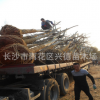 欒樹供應(yīng) 湖南黃山欒樹15-18-20公分骨架全冠 移栽風景樹
