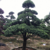 供應【 造型羅漢松 】小葉羅漢松造型,多年精品造型,別墅風景樹