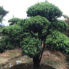 供應【 造型羅漢松 】小葉羅漢松造型,多年精品造型,別墅風景樹