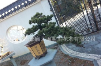 供應(yīng)【 造型五針松】 地徑10-18公分,花壇別墅綠化,工程綠化
