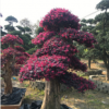 供應【 紅花繼木樁 】多年精品造型,別墅風景樹，花開紅色