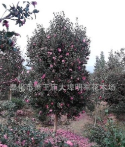 供應【 高桿茶梅 】 圓柱型寶塔型,規格大小,分支高低都有.