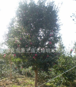 供應【 高桿茶梅 】 規格大小,分支高低都有.