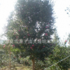 供應【 高桿茶梅 】 規格大小,分支高低都有.