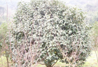 供應【 茶花 茶梅 桂花 造型羅漢松】 蓬徑120-300
