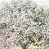 供應【 茶花 茶梅 桂花 造型羅漢松】 蓬徑120-300