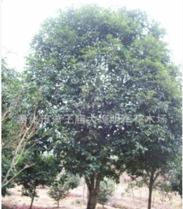 供應【 桂花 茶花 造型羅漢松】 蓬徑300-500