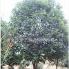 供應【 桂花 茶花 造型羅漢松】 蓬徑300-500